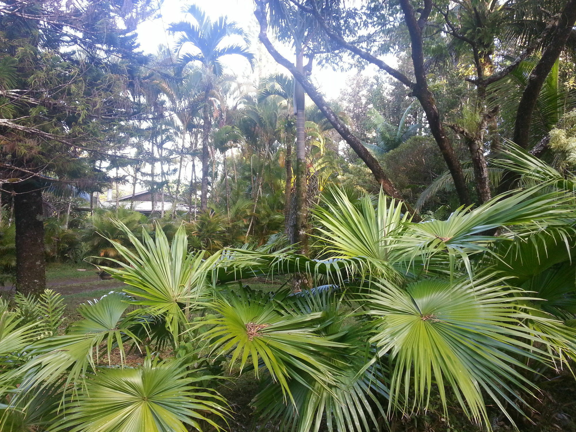 Hale Hale Hostel Pahoa Eksteriør bilde